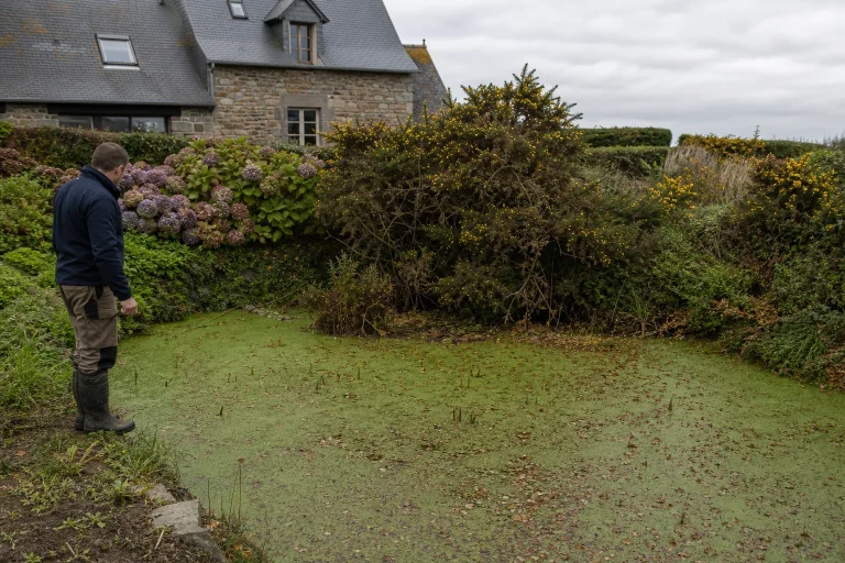 Replantation des berges d'une mare en Bretagne